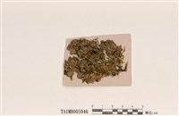 藏品(淡葉類黃髓梅衣)的圖片